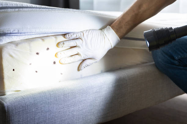 Reliable Greensboro, GA Pest Control Solutions