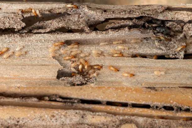 Best Residential Pest Control  in Greensboro, GA