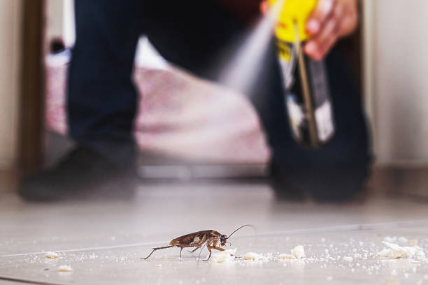Flea Control Services in Greensboro, GA